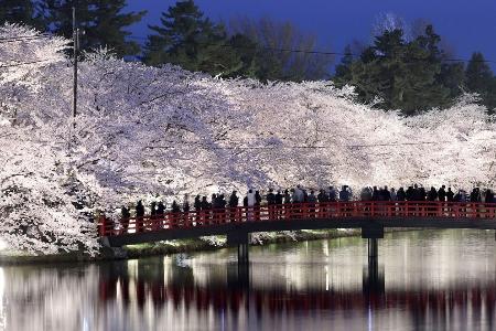 　見頃を迎えたソメイヨシノがライトアップされた弘前公園＝2024年４月18日、青森県弘前市
