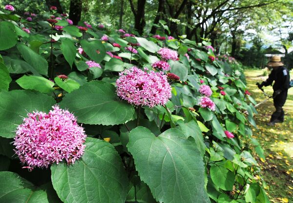 見た目はかれん 臭いは 鹿沼でボタンクサギ見頃 県内主要 地域の話題 下野新聞 Soon ニュース 下野新聞 Soon スーン