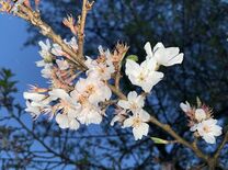 宇都宮で桜満開に　気象庁発表　平年より５日遅く