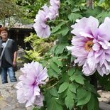 那須塩原の妙雲寺、大輪のボタンが彩る　本堂周辺などに3000株以上　「…
