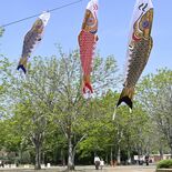 新緑の中を涼しげに…こいのぼりとかぶと飾り展示　壬生・とちぎわんぱく公園