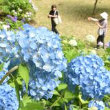 大田原・黒羽城址公園　アジサイあでやかに　見頃迎え「まつり」始まる