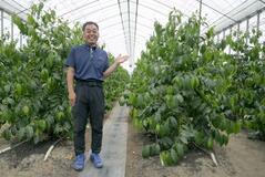 国産コーヒー 次々企業参入