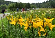 ハンターマウンテンでユリ開花