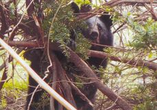【夕刊】クマ目撃状況、調査結果判明