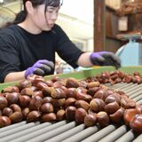那須烏山・那須栗園でクリ収穫ピーク　つややか 秋の味覚