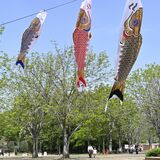 新緑の中を涼しげに…こいのぼりとかぶと飾り展示　壬生・とちぎわんぱく公園