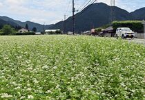 里山彩る 夏ソバの花満開　鹿沼