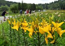 ハンターマウンテンでユリ開花