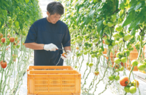 ＜236＞品質を支える温度・湿度管理　JAしもつけの「トマト」