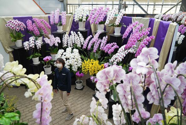会場を華やかに彩る洋ラン