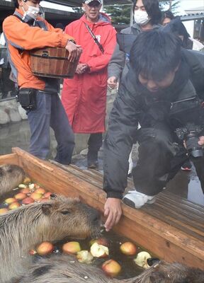 湯船で来園者から与えられたリンゴを頬張るカビパラ