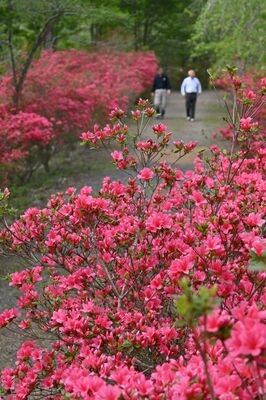 見頃を迎えている「花の山」のツツジ