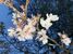 満開になった桜＝11日夕、宇都宮市