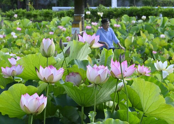 淡いピンク色の花を咲かせるハス＝19日午前６時40分、栃木市都賀町臼久保