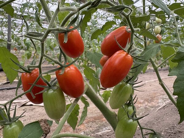 ヒロインの「マイ」はトマト農家