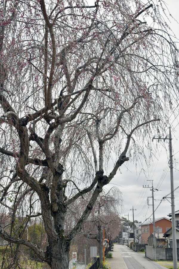さくら市の草川沿いのシダレザクラは三分咲き＝７日午前