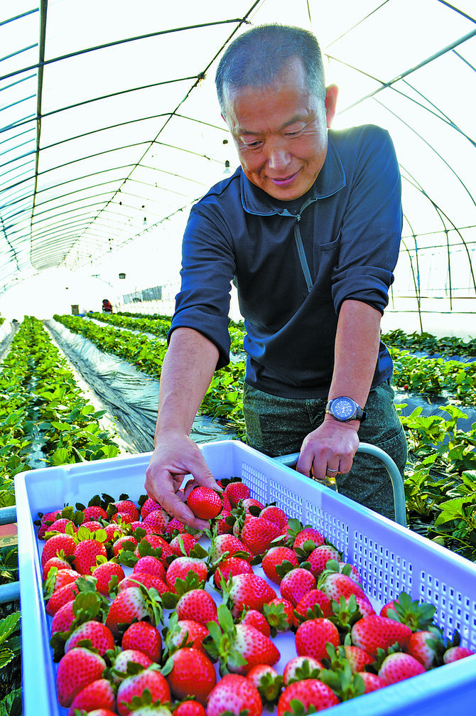 色づいた「とちあいか」を収穫する荒川さん