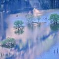 金賞に君島さん（宇都宮）の「霧たつ水没林」　下野写真協会・第28回紙上コンテスト