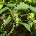 ホソエカエデ　栃木県立博物館・星直斗さん　紅葉前に目立たず咲く花　性別が変化することも