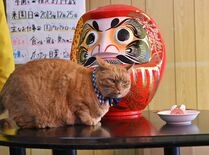 猫園長「さんた」就任８周年　宇都宮動物園で記念式典