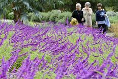 佐野・みかも山公園でアメジストセージ見頃　秋空彩るふわふわな紫色