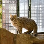 絶滅危惧種のツシマヤマネコ２頭を初の同時展示　那須どうぶつ王国　22日…
