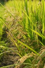 コメ業者取引価格、３月最大下落