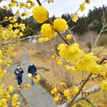 春告げるロウバイ、里山彩る　鹿沼の「蝋梅の里」で見頃