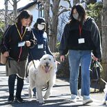 犬の癒やしを子どもたちに　宇都宮市適応支援教室「まちかどの学校」　ボラ…