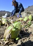 那珂川でフキノトウの収穫