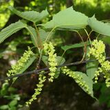 ホソエカエデ　栃木県立博物館・星直斗さん　紅葉前に目立たず咲く花　性別が変化することも