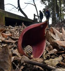 春を告げるザゼンソウ開花 大田原