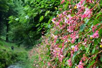 栃木でシュウカイドウ見頃