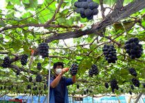 ブドウの産地で出荷最盛期