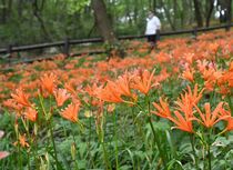 キツネノカミソリ見頃