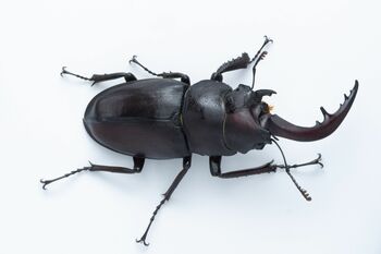 激レア！数十万に1匹？「雌雄モザイク」のノコギリクワガタ発見 芳賀