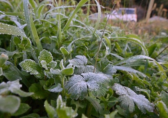霜が降り薄化粧した畑の草＝14日午前６時45分、宇都宮市篠井町
