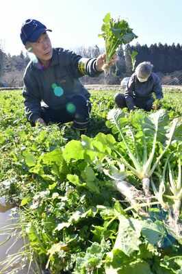 青々と育ち収穫期を迎えた野口菜＝17日午後３時45分、日光市野口