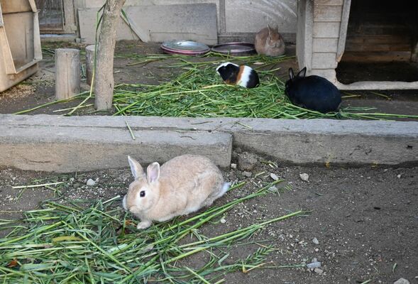 のんびりと草をはむウサギ＝12月26日、宇都宮市上金井町