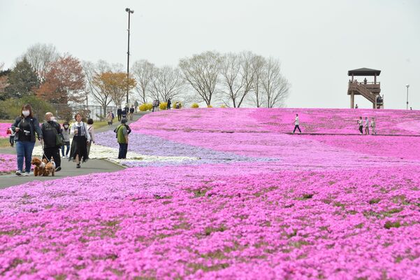 早くも満開間近の見頃を迎えているシバザクラ