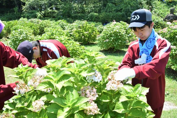 剪定作業に汗を流す黒羽高の生徒