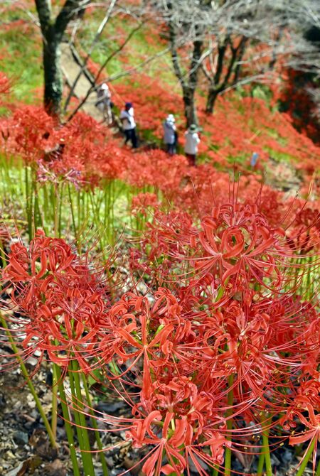 秋晴れの下、斜面を赤く染めるヒガンバナ＝30日午前10時35分、茂木町小井戸