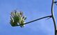アガベの花