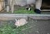 のんびりと草をはむウサギ＝12月26日、宇都宮市上金井町
