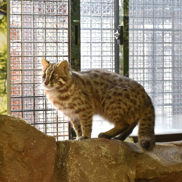 絶滅危惧種のツシマヤマネコ2頭を初の同時展示 那須どうぶつ王国 22日