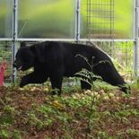 12月にもクマ被害　警戒強める那須地域　活動時期、長期化の可能性