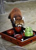 レッサーパンダの「お食い初め」