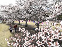 黒磯公園で桜見頃
