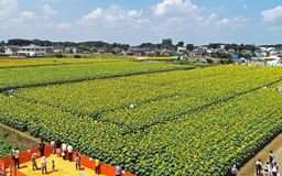 野木でひまわりフェス　30万本満開
